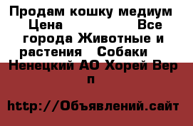 Продам кошку медиум › Цена ­ 6 000 000 - Все города Животные и растения » Собаки   . Ненецкий АО,Хорей-Вер п.